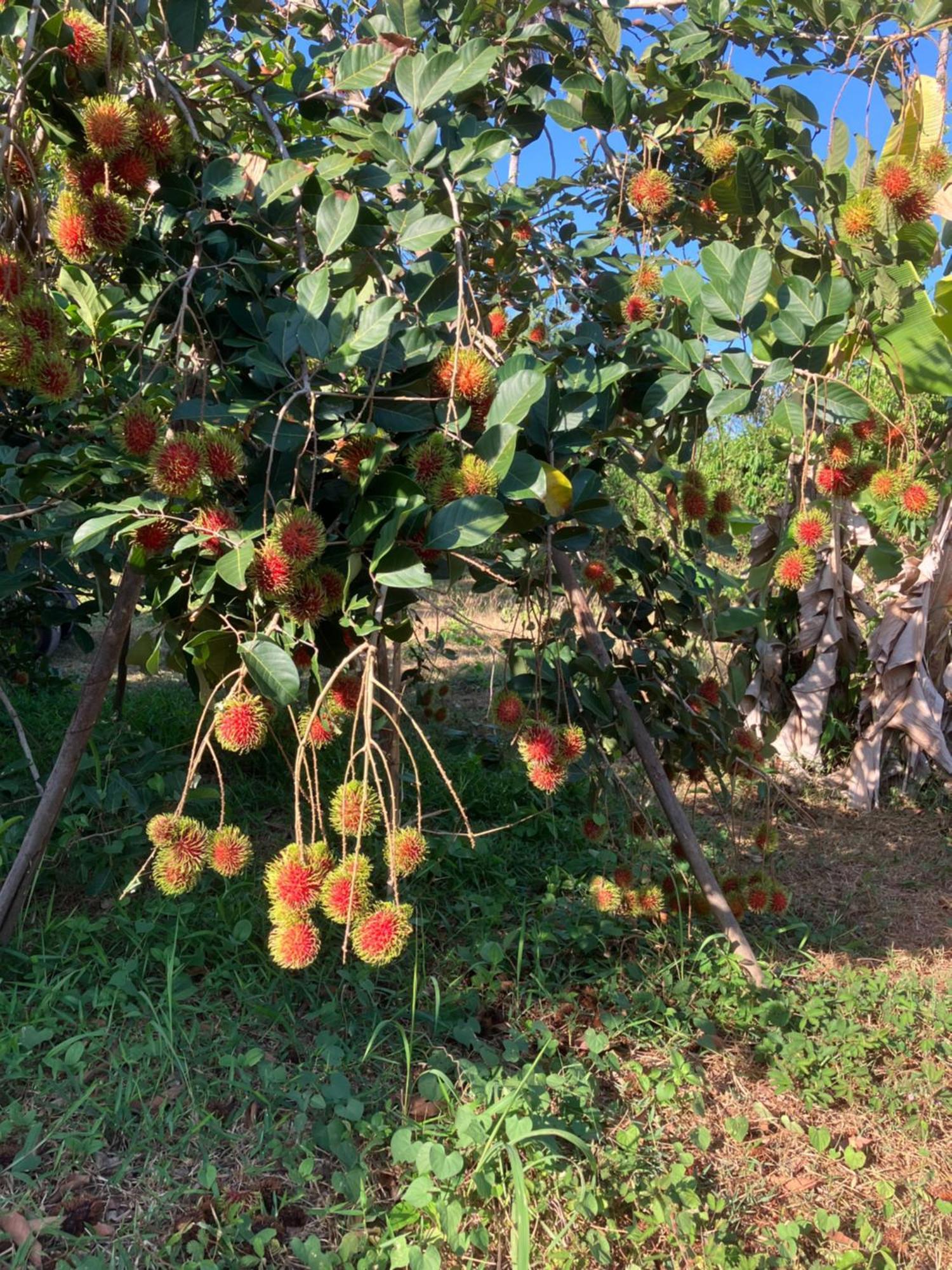 Naivacha Tent קו מאק מראה חיצוני תמונה
